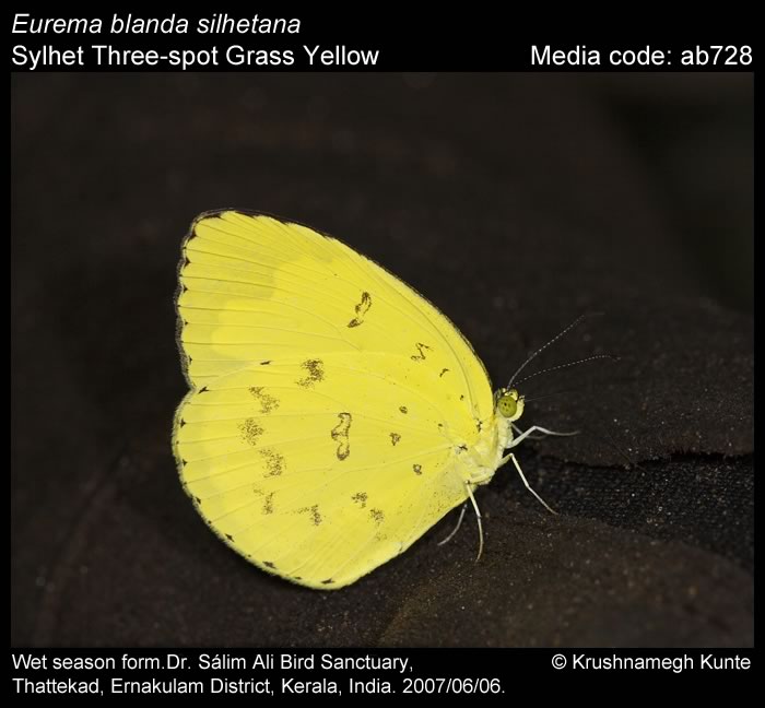 Eurema blanda